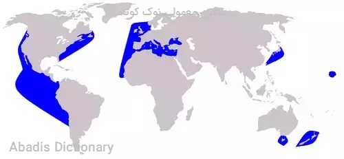 دلفین معمولی نوک کوتاه